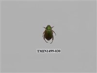 藏品(藍帶條金龜)的圖片